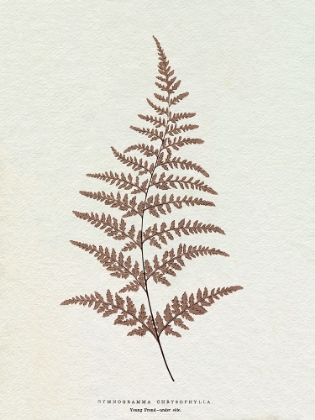Picture of LOWE SEPIA FERN I