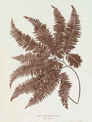 Picture of LOWE SEPIA FERN II