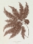 Picture of LOWE SEPIA FERN II