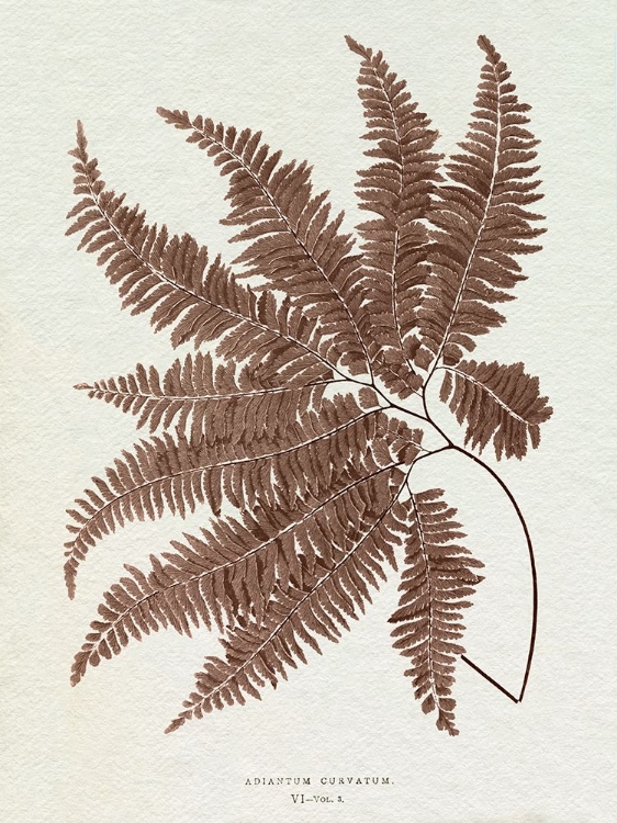 Picture of LOWE SEPIA FERN II