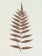 Picture of LOWE SEPIA FERN III