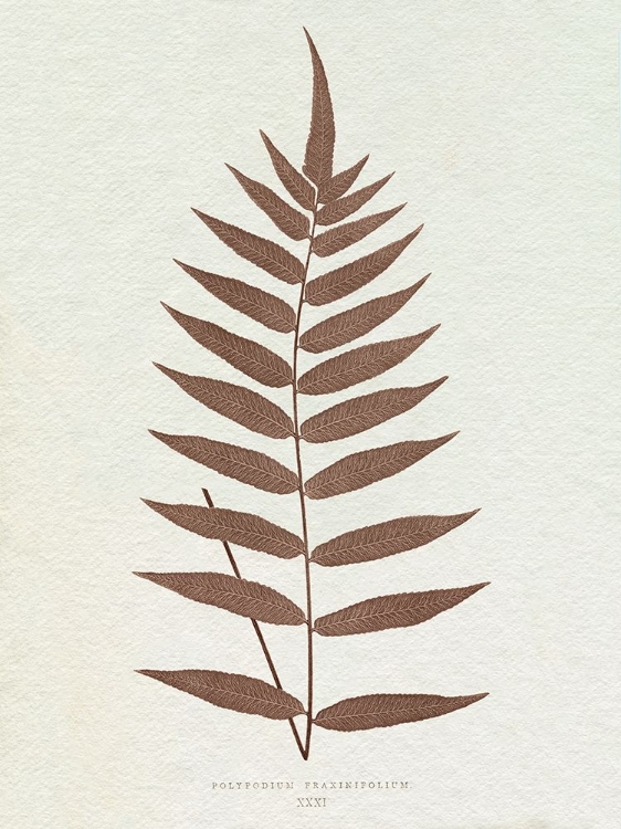 Picture of LOWE SEPIA FERN III