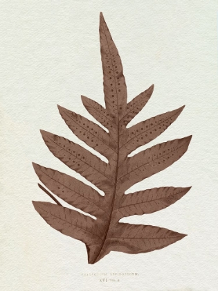 Picture of LOWE SEPIA FERN IV