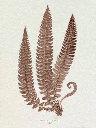 Picture of LOWE SEPIA FERN V