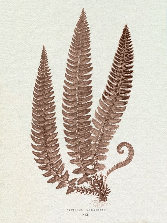 Picture of LOWE SEPIA FERN V