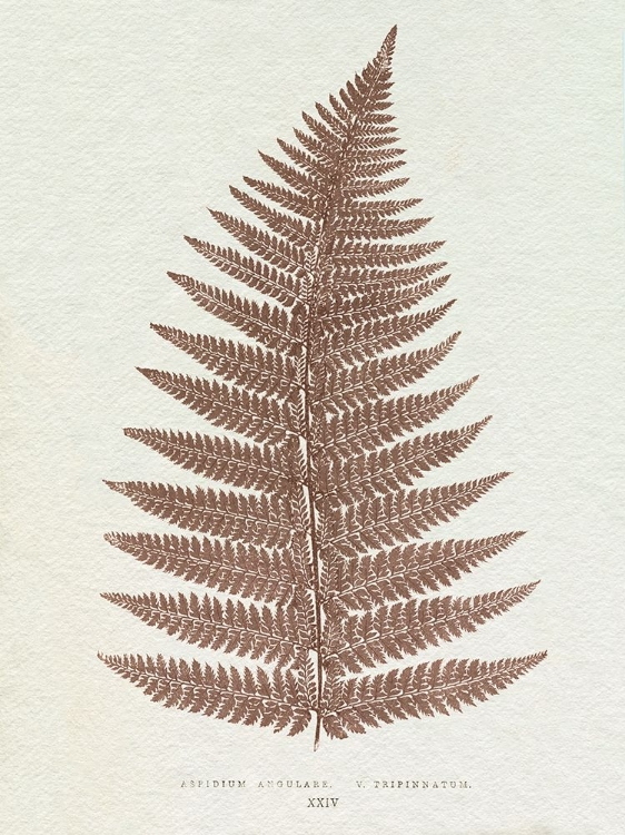 Picture of LOWE SEPIA FERN VI