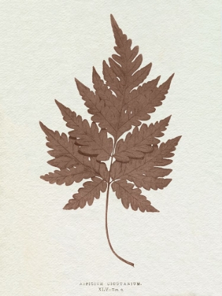 Picture of LOWE SEPIA FERN VII
