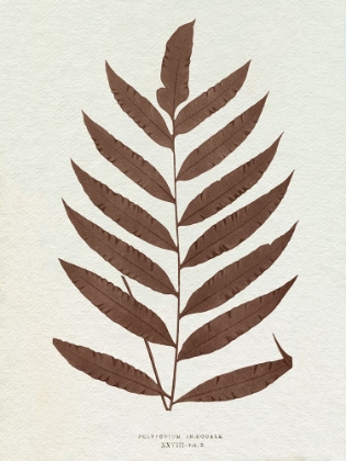 Picture of LOWE SEPIA FERN VIII