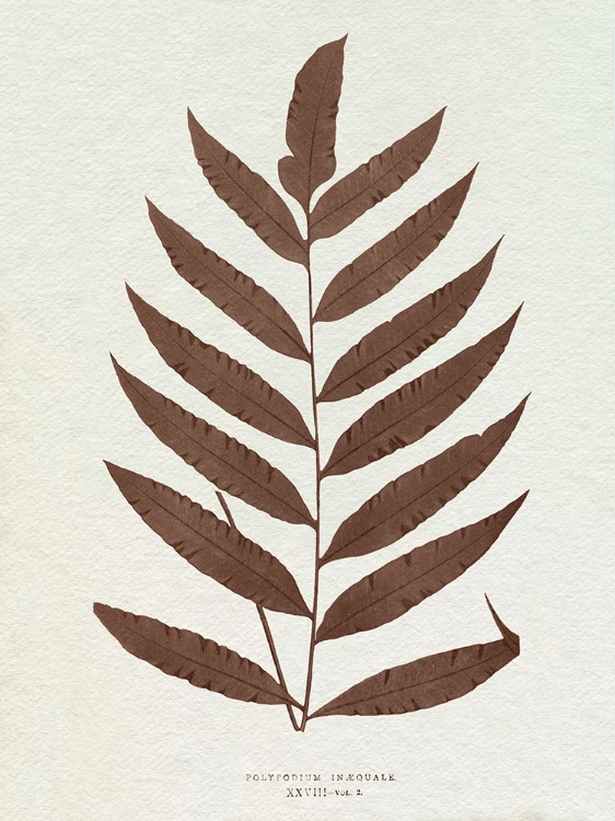 Picture of LOWE SEPIA FERN VIII