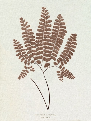 Picture of LOWE SEPIA FERN IX