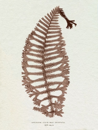 Picture of LOWE SEPIA FERN X
