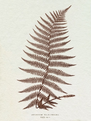 Picture of LOWE SEPIA FERN XI