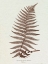 Picture of LOWE SEPIA FERN XI