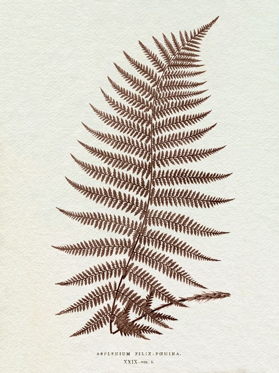 Picture of LOWE SEPIA FERN XI