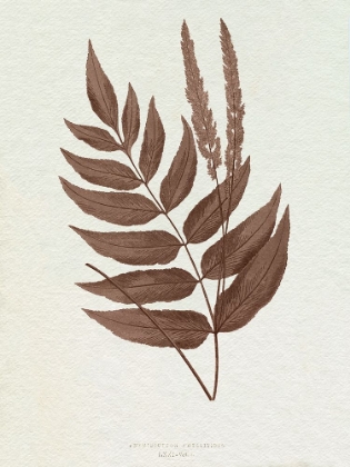 Picture of LOWE SEPIA FERN XII