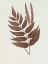 Picture of LOWE SEPIA FERN XII