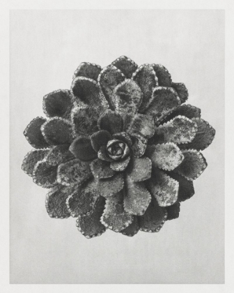 Picture of BLOSSFELDT ROSETTE I