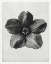 Picture of BLOSSFELDT ROSETTE II