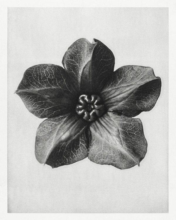 Picture of BLOSSFELDT ROSETTE II