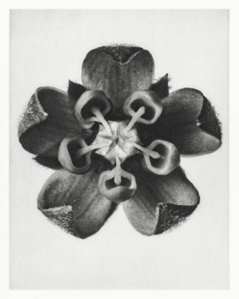 Picture of BLOSSFELDT ROSETTE IV