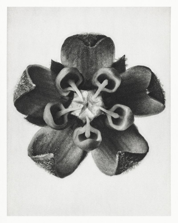 Picture of BLOSSFELDT ROSETTE IV