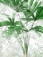 Picture of LACE PALMS II