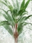 Picture of LACE PALMS III