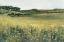 Picture of YELLOW MEADOW