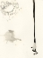 Picture of MATCHSTICK MINIMALS I