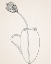 Picture of FINE LINE II