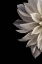 Picture of SHATTERED PETALS I