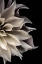 Picture of SHATTERED PETALS II