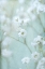 Picture of SOFT WHISPER II