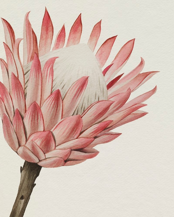 Picture of QUEEN PROTEA I