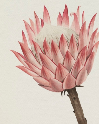 Picture of QUEEN PROTEA II