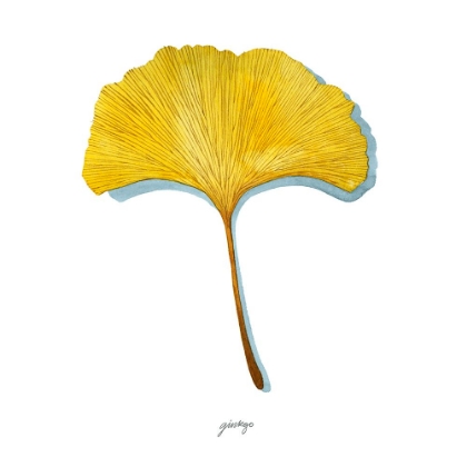 Picture of GOLDEN GINKGO STUDY I