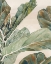 Picture of FIDDLE LEAF FIG II