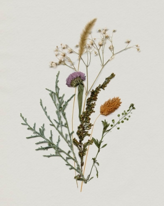 Picture of PRESSED AUTUMN BLOOMS I