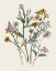 Picture of HONEY SPRING WILDFLOWERS I