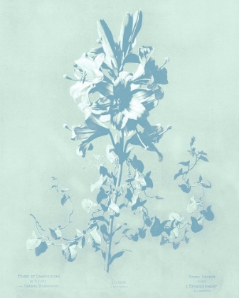 Picture of MINT LILIUM II