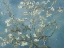Picture of VAN GOGHS ALMOND BLOSSOM