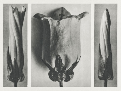 Picture of BLOSSFELDTS TRIPTYCH III