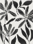 Picture of BLACK FLOWER BLOOMING II