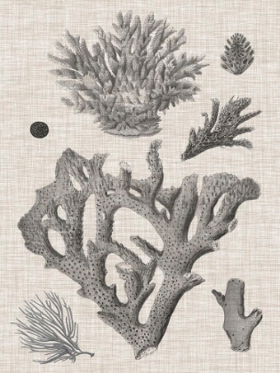 Picture of CORAL ON LINEN II