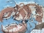Picture of LOBSTER ON BLUE II