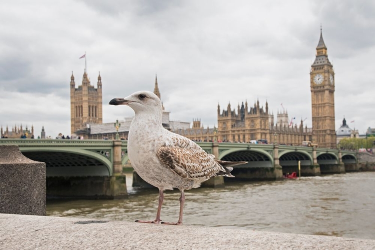 Picture of THE GUARDIAN