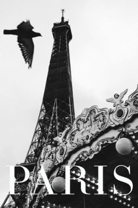 Picture of PARIS DOVE