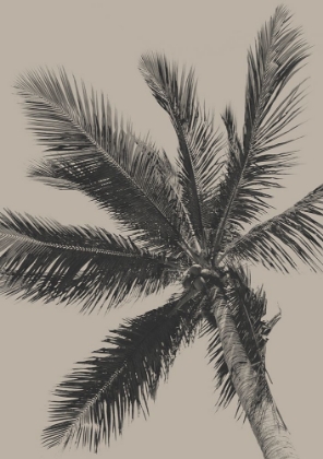 Picture of PALM TREE