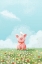 Picture of CUTE PIG