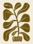 Picture of LINOCUT HOUSEPLANT #2